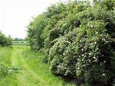 Een nieuwe houtkant aan het Koersels Kapelleke - Beringen