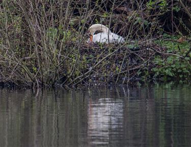 Een nieuwe kroost op komst - Beringen