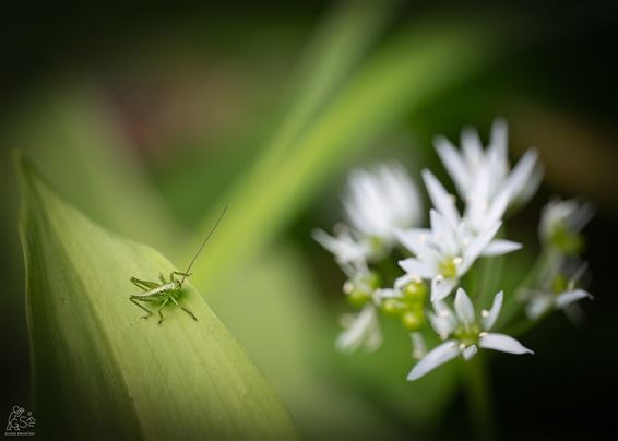 Een nimf… maar niet wat je denkt - Pelt