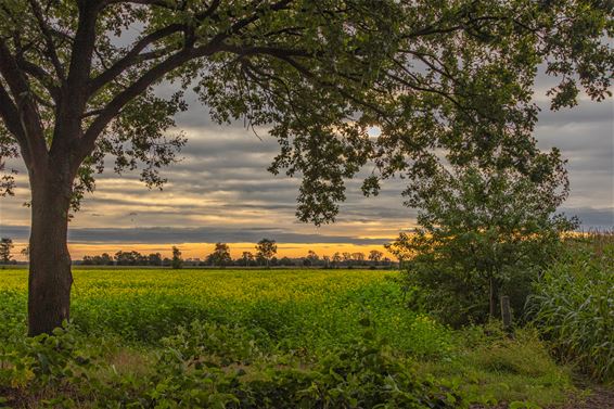 Een ochtend in de Kolonie - Lommel