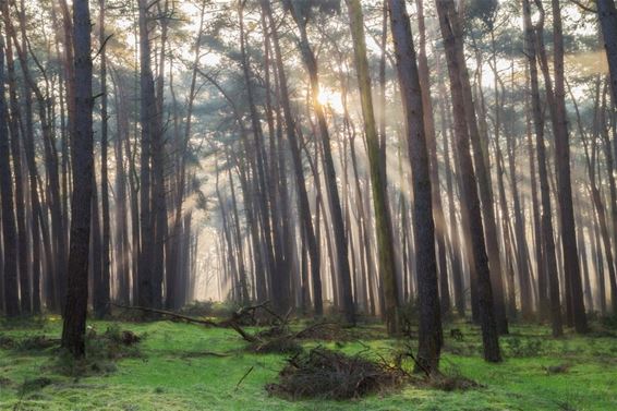 Een ochtend in het Hobos - Overpelt