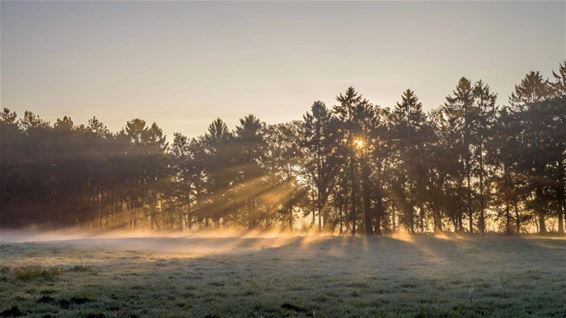 Een ochtendstond met goud in de mond - Overpelt