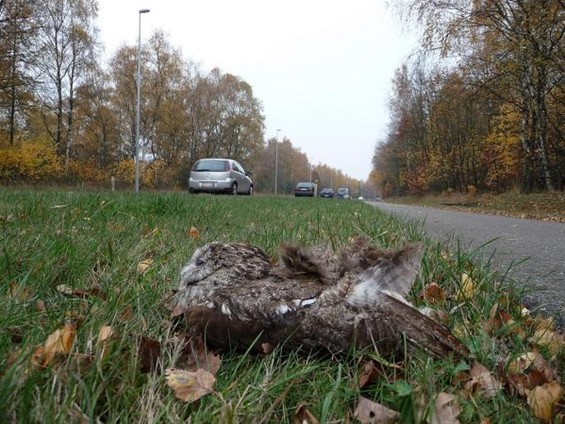 Een ongewoon verkeersslachtoffer - Meeuwen-Gruitrode