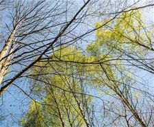 Eén op vijf bosbomen is beschadigd