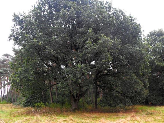 Een prachtige eik in Bosland - Hechtel-Eksel