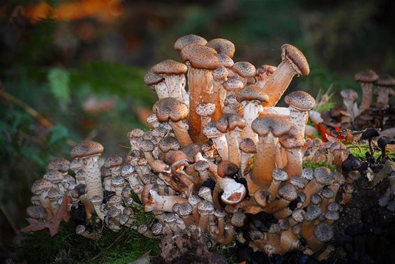 Een paddenstoelendorp - Houthalen-Helchteren