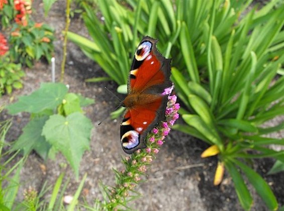 Een plant om in de tuin te hebben - Hechtel-Eksel