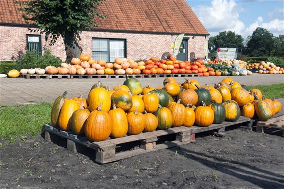 Een pompoen meer of minder... - Lommel