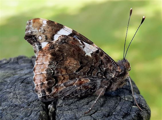 Een portie vlinders - Lommel