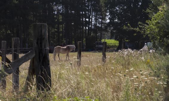 Een prachtig paard... - Lommel