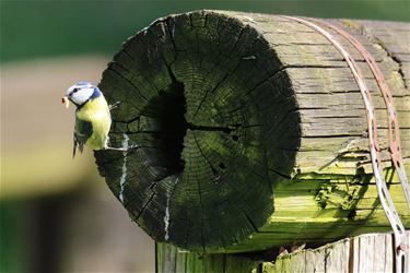 Een proper nestje - Beringen