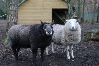 Rammen zoeken nieuwe thuis