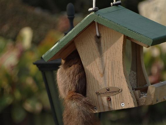 Een rare vogel - Overpelt