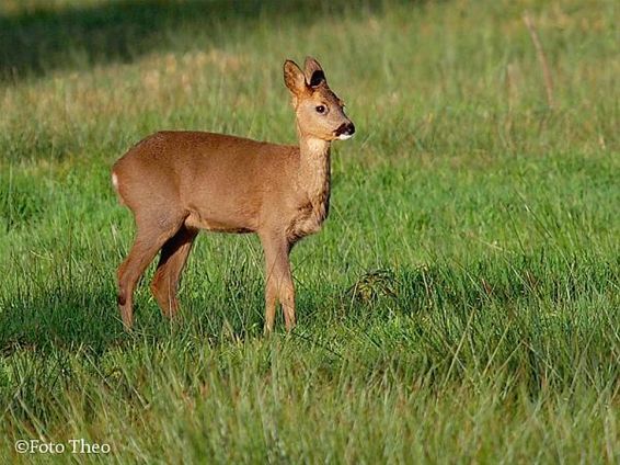 Een ree in het gras - Hamont-Achel