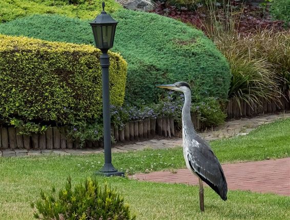 Een reiger op bezoek - Pelt