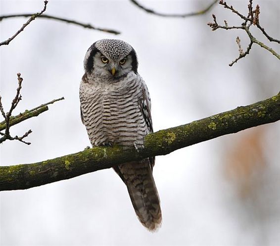 Een reis naar Zwolle waard: een sperweruil - Overpelt