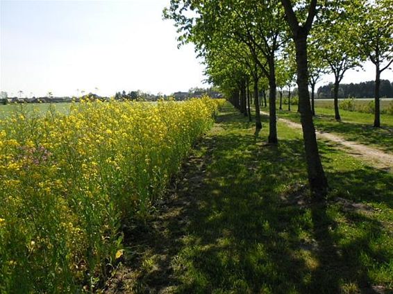 Een rijk gevulde tafel voor bijen en hommels - Neerpelt