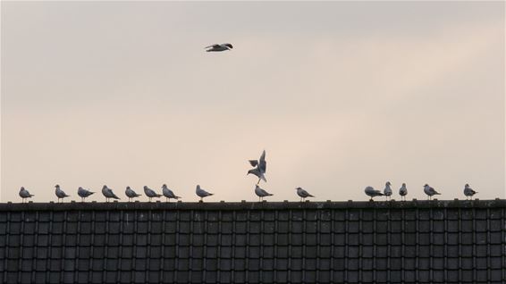 Een rijtje kokmeeuwen - Lommel