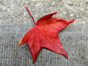 Eén rood blad maakt nog geen herfst - Pelt