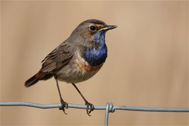 Een roodborstje met een blauwe borst - Pelt