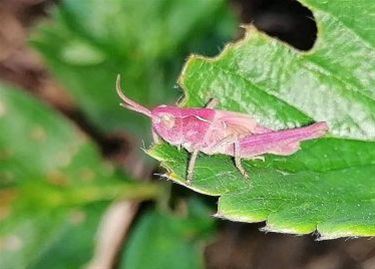 Een roze sprinkhaan met Pinksteren - Pelt