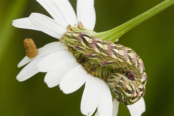 Een rups met een hoopje - Hamont-Achel