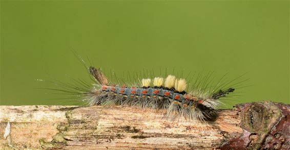 Een rups met robijntjes - Overpelt