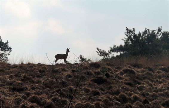 Een scène uit 'Bambi' - Neerpelt