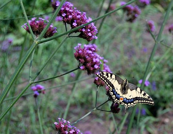 Een schoonheid onder de vlinders - Neerpelt