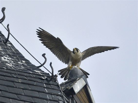 Een slechtvalk op de Reus der Kempen - Peer