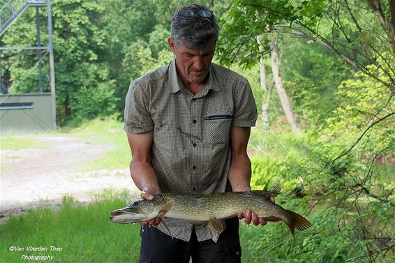 Een snoek uit de vijver van De Bever - Hamont-Achel