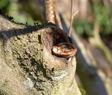 Een spechtensmidse in een boom - Pelt