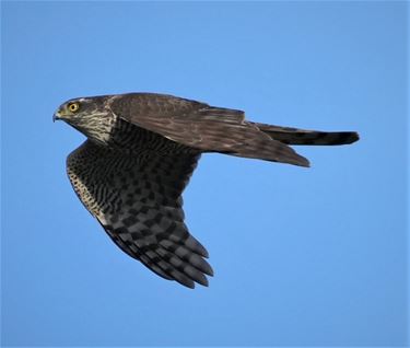 Een sperwer in volle vlucht - Beringen