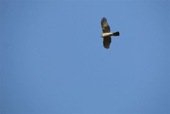 Een sperwer in volle vlucht - Pelt