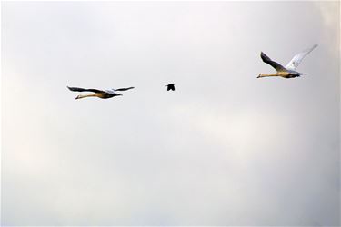 Een spookvlieger boven het Hageven - Neerpelt