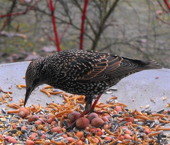 Een spreeuw in winterkleed - Hechtel-Eksel