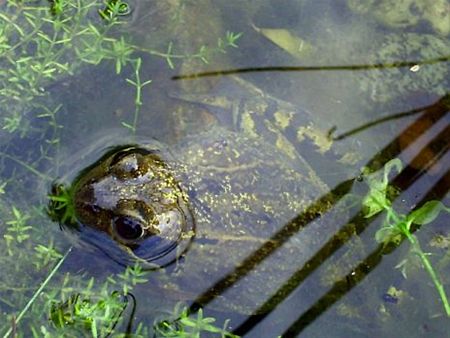 Een sprookjesprins? Nee, een kikker - Overpelt
