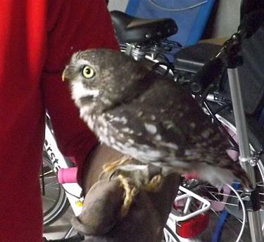 Een steenuil in de garage - Neerpelt