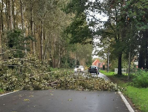 Een stevige wind - Pelt