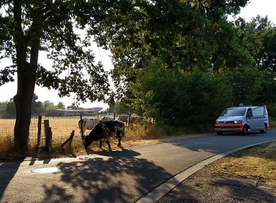 Een stier op de wandel - Overpelt