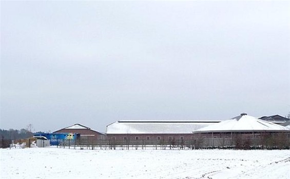 Een stoeterij in de sneeuw - Meeuwen-Gruitrode