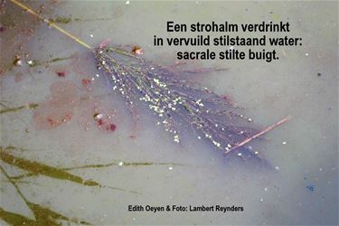 Een strohalm - Beringen