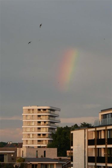 Een stukje regenboog - Beringen