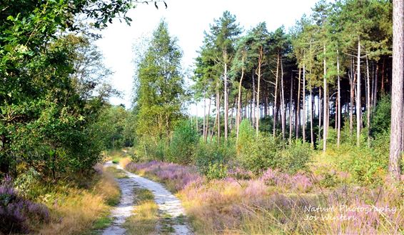Een trage weg op Resterheide - Hechtel-Eksel