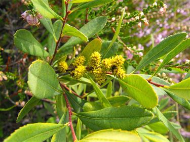 Een transgender plant: gagel