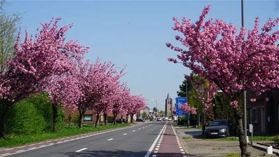 Een 'triomfantelijke welkom' in Lommel - Lommel