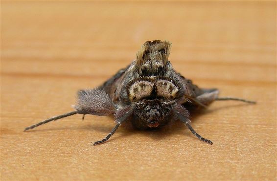 Een uil met een brilletje - Overpelt