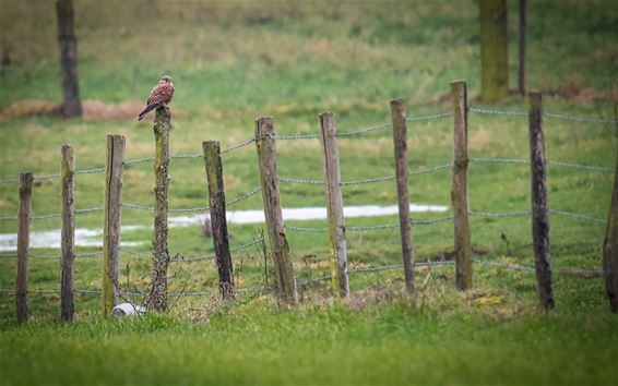 Een valk in de Vriesputten - Lommel