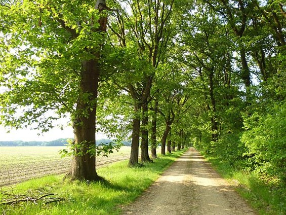 Een van de mooiste dreven - Meeuwen-Gruitrode