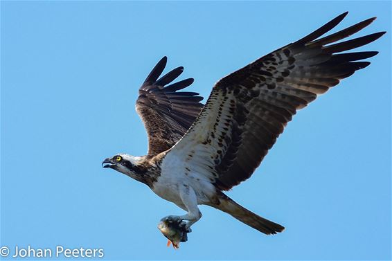 Een vis minder in het Hageven - Pelt